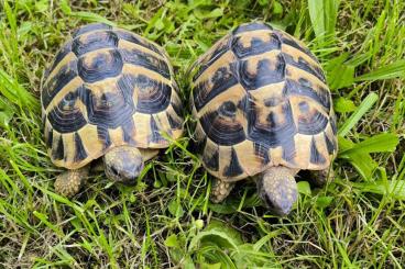 Tortoises kaufen und verkaufen Photo: 2 Griechische Landschildkröten mit Innen und Außen Gehege und Elektrik