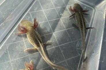 andere Wirbellose kaufen und verkaufen Foto: Axolotl babys abzugeben       