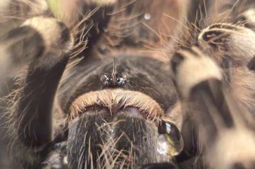Vogelspinnen kaufen und verkaufen Photo: Bestandsaufgabe, alle Vs nur mit Terrarium Vogelspinnen kaufen und verkaufen Photo: Bestandsaufgabe, alle Vs nur mit Terrarium