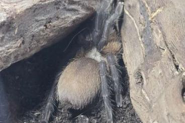 Vogelspinnen kaufen und verkaufen Photo: Verkaufe Vogelspinnen mit Terrarium Vogelspinnen kaufen und verkaufen Photo: Verkaufe Vogelspinnen mit Terrarium
