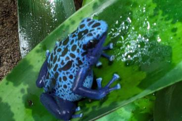 Poison dart frogs kaufen und verkaufen Photo: Dendrobates tinctorius azureus tausche 1.0 gegen 0.1 Poison dart frogs kaufen und verkaufen Photo: Dendrobates tinctorius azureus tausche 1.0 gegen 0.1