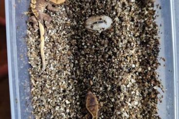 Geckos kaufen und verkaufen Photo: 0.0.6 Kronengecko Jungetiere Geckos kaufen und verkaufen Photo: 0.0.6 Kronengecko Jungetiere