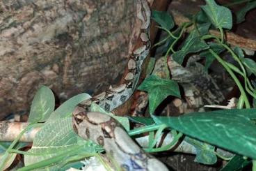Boas kaufen und verkaufen Photo: Verkaufe eine schöne Boa Constrictor Boas kaufen und verkaufen Photo: Verkaufe eine schöne Boa Constrictor