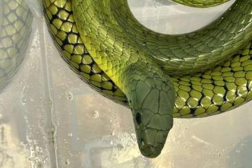 Venomous snakes kaufen und verkaufen Photo: Dendroaspis jamesoni jamesoni Venomous snakes kaufen und verkaufen Photo: Dendroaspis jamesoni jamesoni