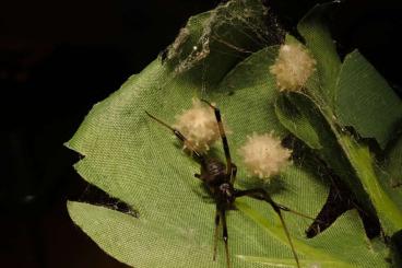 other spiders kaufen und verkaufen Photo: Latrodectus geometricus 0.1.x other spiders kaufen und verkaufen Photo: Latrodectus geometricus 0.1.x
