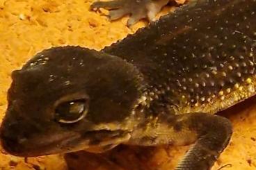 Geckos kaufen und verkaufen Foto: Leopardgecko in liebevolle Hände abzugeben Geckos kaufen und verkaufen Foto: Leopardgecko in liebevolle Hände abzugeben