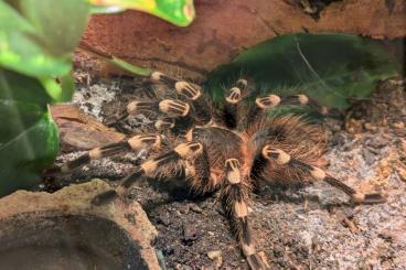 Vogelspinnen kaufen und verkaufen Foto: Vogelspinnenmännchen zur Abgabe 