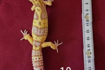 Geckos kaufen und verkaufen Foto: Leopardgeckos aus 2022 und 2023 Geckos kaufen und verkaufen Foto: Leopardgeckos aus 2022 und 2023