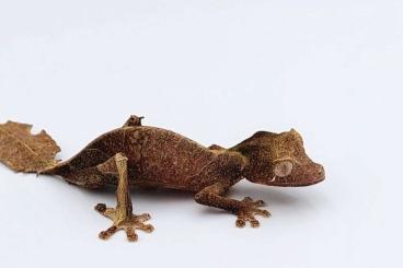 Echsen  kaufen und verkaufen Foto: Searching Uroplatus phantasticus / Tribolonotus gracilis 