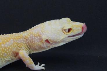 Geckos kaufen und verkaufen Photo: 0.1 Stonewash RAPTOR Leopardgecko - Eublepharis macularius Weibchen
