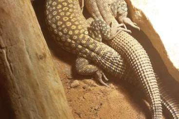 Warane kaufen und verkaufen Foto: Wunderschöne Jungtiere von Varanus Acanthurus yellow ackie Warane kaufen und verkaufen Foto: Wunderschöne Jungtiere von Varanus Acanthurus yellow ackie