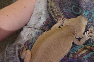 Lizards kaufen und verkaufen Photo: two white bearded dragons