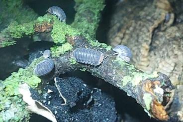 Insects kaufen und verkaufen Photo: Asseln Cubaris spec Pak Chong