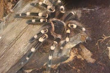 - bird spiders kaufen und verkaufen Photo: Verkaufe spinne mit Terrarium - bird spiders kaufen und verkaufen Photo: Verkaufe spinne mit Terrarium