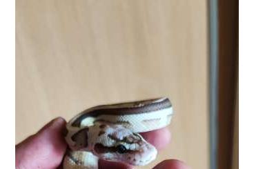 Ball Pythons kaufen und verkaufen Photo: Verkaufe 1 Königspython inkl 2 Boas.