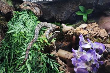 Boas kaufen und verkaufen Foto: Zu verkaufen, siehe Info Text. Boas kaufen und verkaufen Foto: Zu verkaufen, siehe Info Text.