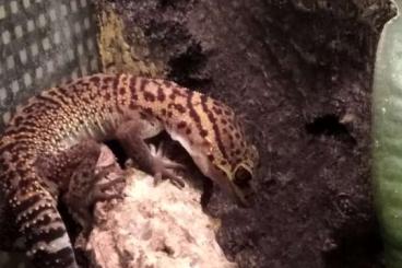 Geckos kaufen und verkaufen Foto: Biete Goniurosaurus bawanglingensis nachzuchten aus 2022 und 2023 an. Geckos kaufen und verkaufen Foto: Biete Goniurosaurus bawanglingensis nachzuchten aus 2022 und 2023 an.