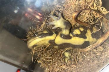 Skinks kaufen und verkaufen Photo: Tiger Salamander sucht Zuhause Skinks kaufen und verkaufen Photo: Tiger Salamander sucht Zuhause