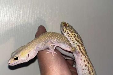 Geckos kaufen und verkaufen Foto: Giant Leopardengecko suchen Zuhause Geckos kaufen und verkaufen Foto: Giant Leopardengecko suchen Zuhause
