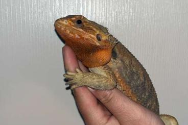 Bearded dragons kaufen und verkaufen Photo: Bartagame sucht Zuhause Mädl Bearded dragons kaufen und verkaufen Photo: Bartagame sucht Zuhause Mädl