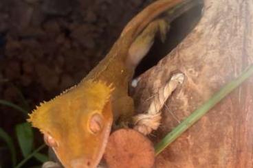 Geckos kaufen und verkaufen Photo: Kronengecko Männlich sucht Zuhause Geckos kaufen und verkaufen Photo: Kronengecko Männlich sucht Zuhause
