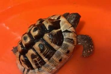 Tortoises kaufen und verkaufen Photo: Griechische Landschildkröte Männlich Tortoises kaufen und verkaufen Photo: Griechische Landschildkröte Männlich