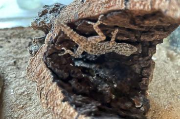 Geckos kaufen und verkaufen Foto: 2 Krokodilgeckos inklusive Exo Terra Terrarium und Zubehör Geckos kaufen und verkaufen Foto: 2 Krokodilgeckos inklusive Exo Terra Terrarium und Zubehör