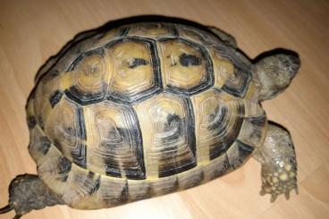 Tortoises kaufen und verkaufen Photo: dringend ein neues zuhause für 2 landschildkröten gesucht! Tortoises kaufen und verkaufen Photo: dringend ein neues zuhause für 2 landschildkröten gesucht!