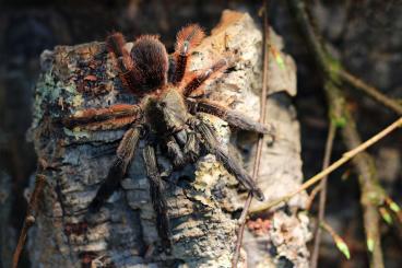 Vogelspinnen kaufen und verkaufen Foto: Psalmopoeus victori & Phormingochilus rufus