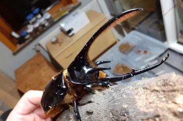 Insects kaufen und verkaufen Photo: Die Letzten Larven abzugeben! Insects kaufen und verkaufen Photo: Die Letzten Larven abzugeben!