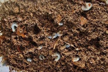 Insects kaufen und verkaufen Photo: Cyphonistes vallatus Larven
