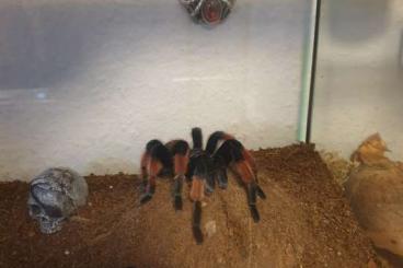 - bird spiders kaufen und verkaufen Photo: 1.0 Brachypelma emilia RH. 4.6.24 - bird spiders kaufen und verkaufen Photo: 1.0 Brachypelma emilia RH. 4.6.24