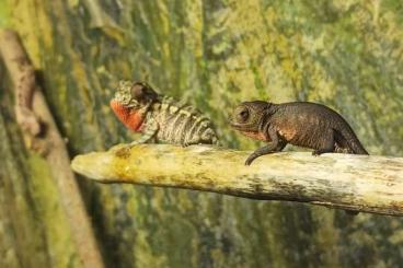 Chamaeleons kaufen und verkaufen Photo: Pantherchamäleon  Furcifer Pardalis