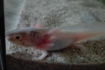 Newts kaufen und verkaufen Photo: Axolotl Ambystoma Harlekin Nachwuchs Newts kaufen und verkaufen Photo: Axolotl Ambystoma Harlekin Nachwuchs