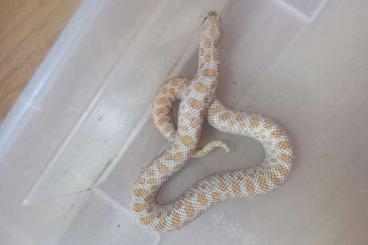 Colubrids kaufen und verkaufen Photo: 0.1 Hakennasennatter Albino DNZ22