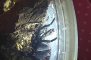 - bird spiders kaufen und verkaufen Photo: Davus pentaloris - adultes Männchen abzugeben (Raum Darmstadt) - bird spiders kaufen und verkaufen Photo: Davus pentaloris - adultes Männchen abzugeben (Raum Darmstadt)