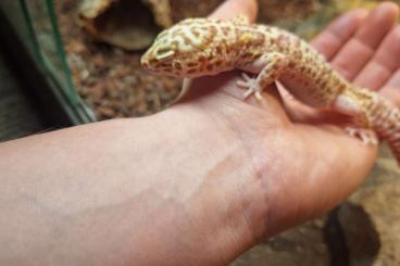 Echsen  kaufen und verkaufen Foto: Leopardgecko weibchen abzugeben