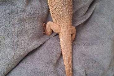 Bearded dragons kaufen und verkaufen Photo: Verschenke eine Bartagame Bearded dragons kaufen und verkaufen Photo: Verschenke eine Bartagame