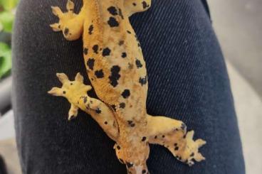Geckos kaufen und verkaufen Foto: Verschiedene Kronengeckos Geckos kaufen und verkaufen Foto: Verschiedene Kronengeckos