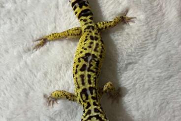 Geckos kaufen und verkaufen Foto: Leopardgecko 1.0 NZ‘23 männlich Geckos kaufen und verkaufen Foto: Leopardgecko 1.0 NZ‘23 männlich