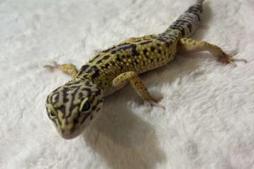 Geckos kaufen und verkaufen Foto: Leopardgecko 0.1. weiblich NZ‘23 Geckos kaufen und verkaufen Foto: Leopardgecko 0.1. weiblich NZ‘23