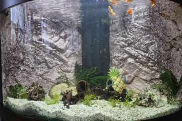 tanks kaufen und verkaufen Photo: Eckaquarium Juwel 200 Liter