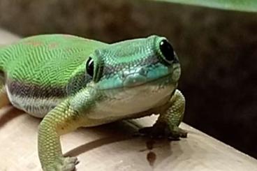 Geckos kaufen und verkaufen Foto: Aus Hobbyzucht zur Abgabe Geckos kaufen und verkaufen Foto: Aus Hobbyzucht zur Abgabe