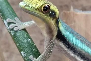 Geckos kaufen und verkaufen Photo: Aus Hobbyzucht zur Abgabe