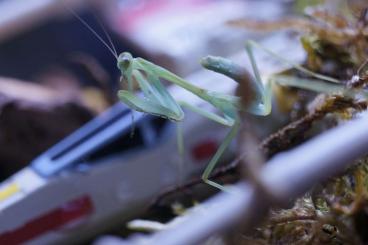 Insekten kaufen und verkaufen Foto: Omomantis Zebrata L3/L4 abzugeben Insekten kaufen und verkaufen Foto: Omomantis Zebrata L3/L4 abzugeben