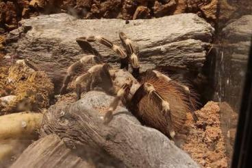 Vogelspinnen kaufen und verkaufen Foto: Nhandu Chromatus mit 15er Terrarium 