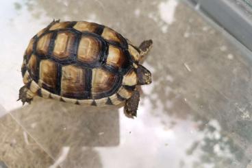 Tortoises kaufen und verkaufen Photo: Zwei Weibliche Breitrand Landschildkröten Tortoises kaufen und verkaufen Photo: Zwei Weibliche Breitrand Landschildkröten