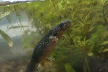 Molche kaufen und verkaufen Foto: Spanische Rippenmolche (Pleurodeles Waltl) Molche kaufen und verkaufen Foto: Spanische Rippenmolche (Pleurodeles Waltl)