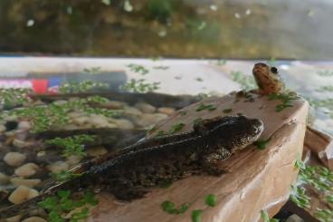 Newts kaufen und verkaufen Photo: Spanische Rippenmolche (Pleurodeles Waltl) Newts kaufen und verkaufen Photo: Spanische Rippenmolche (Pleurodeles Waltl)