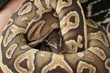 Ball Pythons kaufen und verkaufen Photo: Königspython in gute Hände abzugeben